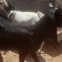 حراج پازن کاموری جوان لنگ دوقلو و مست