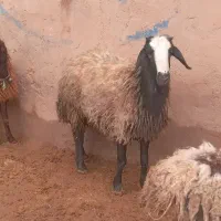 انواع میش  دوقلو تکی