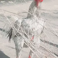 انواع مرغ وخروس وجوجه وبقلمون