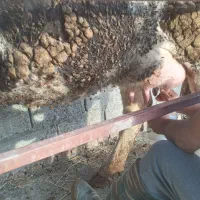 گاوشیری باگوساله