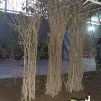 نهال انار شیرین نژاد گل بهشهر|خدمات باغبانی و درختکاری|گرگان, |دیوار