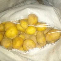 فروش سیب زمینی جیلی|خوردنی و آشامیدنی|نظر کهریزی, |دیوار