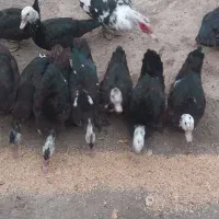 مرغابی شوروی|حیوانات مزرعه|شوط, |دیوار