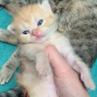 گربه|گربه|گنبد کاووس, |دیوار