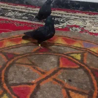 نر ماده زاغ آبادان