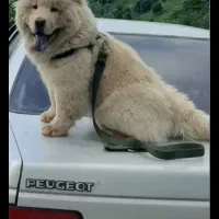 سگ چاو چاو اصل زبان بنفش دم پیچیده کینک سایز فی14|سگ|شیراز, ملاصدرا|دیوار