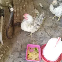 دوعدد مرغ