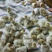 فروش دستگاه جوجه کشی صادراتی|ماشین‌آلات صنعتی|دزفول, |دیوار