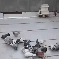 فروش کفتر یکجایی ( توضیحات فیلم )