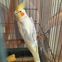 نر دوکت لوتینو کلکسیونی مولد(چک صیادی) میبد