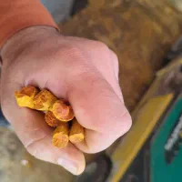 زردچوبه قلم نظام ابادی لوکس دابل پالایش|خوردنی و آشامیدنی|شیراز, معالی‌آباد|دیوار