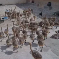 جوجه شتر مرغ