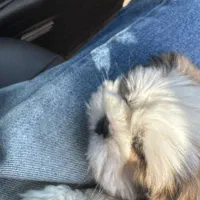 سگ مالتیز سفید|سگ|سیرجان, |دیوار