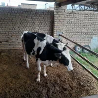 دام|حیوانات مزرعه|زبرخان, |دیوار