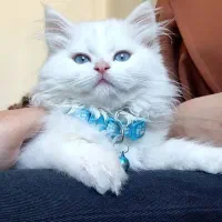 گربه رایگان