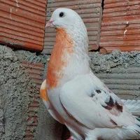 کفتر پرشی|پرنده|گرگان, |دیوار