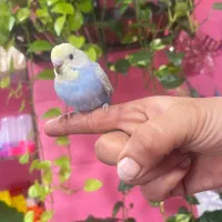 مرغ عشق فول رام