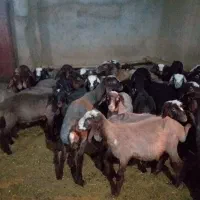 پشم چینی گوسفند داشتی وپرواری