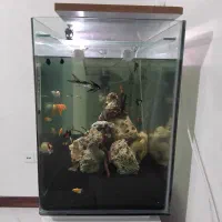 آکواریوم شیشه خم|ماهی|اسلامشهر, شهرک قائمیه|دیوار