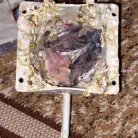 جوجه فنچ برا دستی کردن