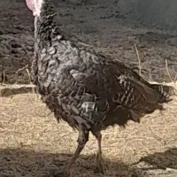 بوقلمون ماده