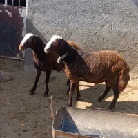 دو راس بره قوچی