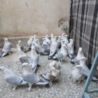 کبوتر پشت طاووسی و پشت آبی(ساتن)