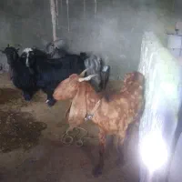 بزکامورایی پاکستانی