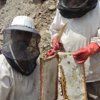 عسل طبیعی کوهستان مستقیم از زنبوردار. ژل رویال