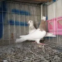 کبوتر طوقی|پرنده|ایوان, |دیوار