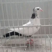 دمبی|پرنده|بجنورد, |دیوار