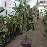 گل افوربیا قرمز قد ۱۱۰ سانت ارسال رایگان + هدیه|گل و گیاه طبیعی|مشهد, رضاییه|دیوار