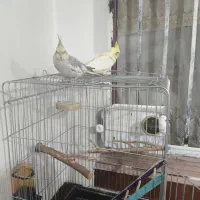 عروس هلندی|پرنده|پیرانشهر, |دیوار