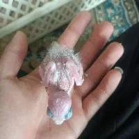 جوجه گرنچیک سرلاکی