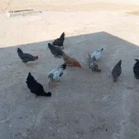 مرغ وخروس