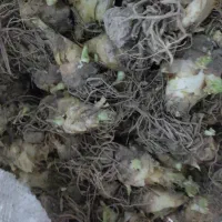 پیاز مریم درجه یک و بالغ
