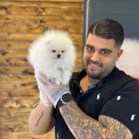 سگ پامر-پامرانین عروسکی سفید