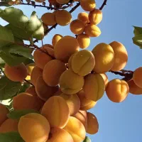 نهال زردآلو کیفیت بالا و تضمینی