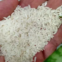 ۳۰۰ کیلو لاشه هاشمی تمیز خودم کشاورزم|خوردنی و آشامیدنی|تولم شهر, |دیوار
