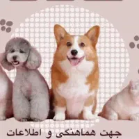 نیازمند سگ نر بالغ