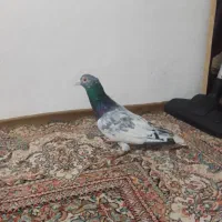 سرور سبز عتیقه و گردن کلفت