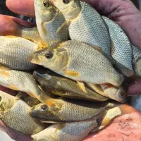 تولید بچه ماهی کپور/