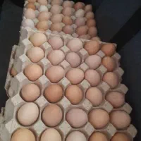 تخم مرغ خانگی
