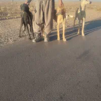 واگذاری ی جفت تازی|سگ|دلیجان, |دیوار