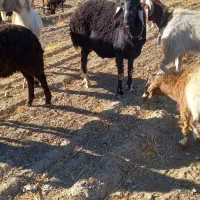 بر قوچ برا گله|حیوانات مزرعه|ملایر, |دیوار