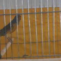 یک عدد قناری سوخته|پرنده|خمینی‌شهر, |دیوار