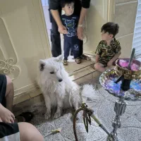 سگ سامویید گمشده|سگ|بهارستان, |دیوار