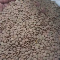 عدس خوش پخت