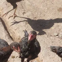 خروس و جوجه لاری|حیوانات مزرعه|زنجانرود, |دیوار