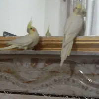عروس هلندی